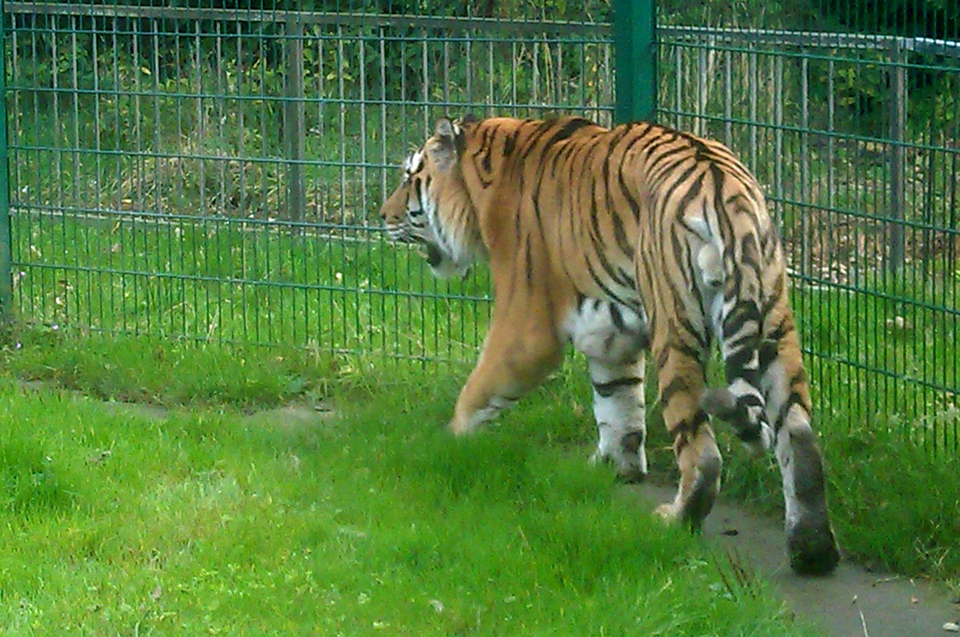 Tiger at Blackpool Zoo