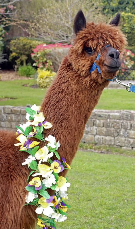 A brown alpaca wearing a colourful flower garland