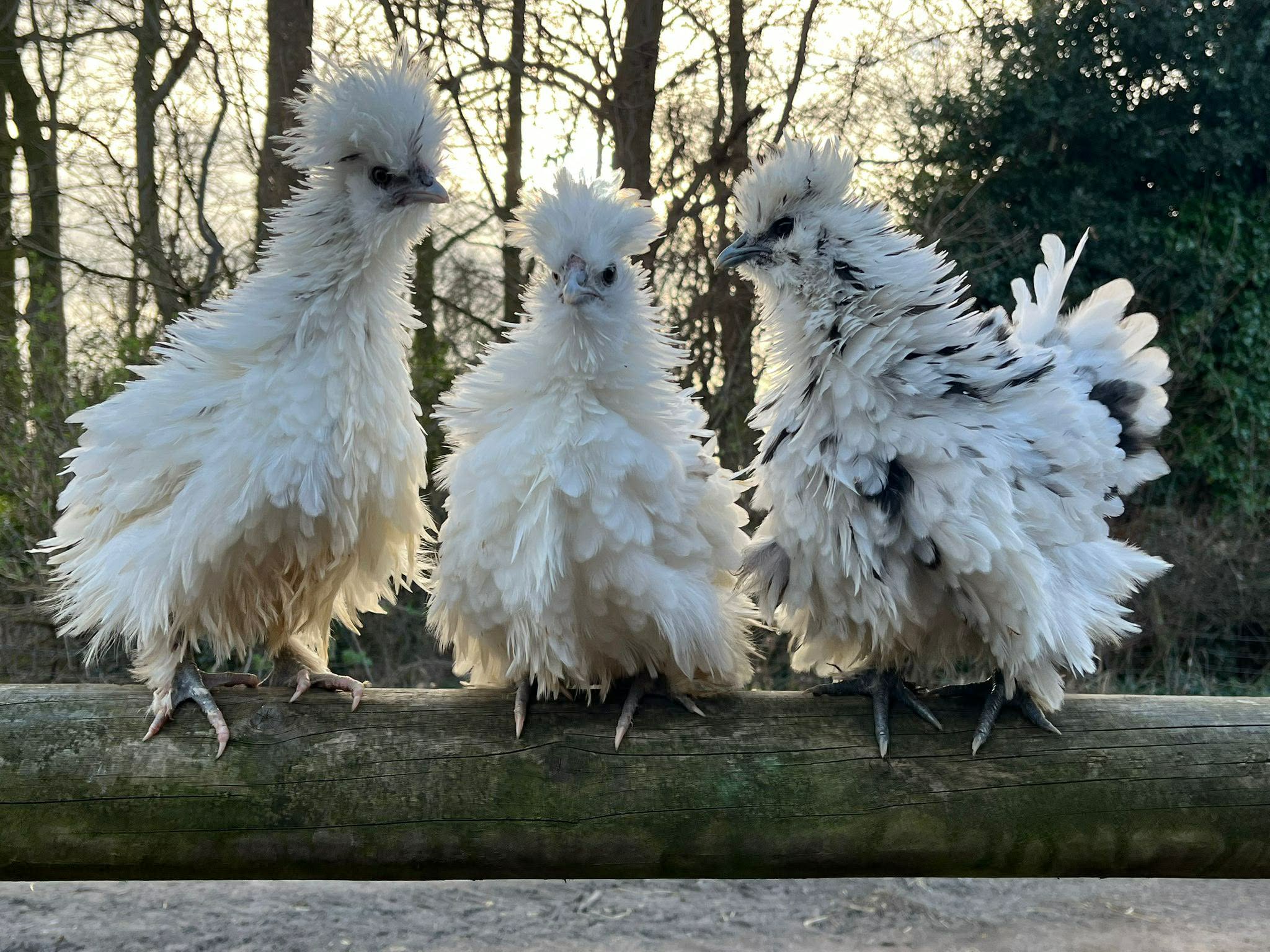 Three fluffy chickens perched together on a fence