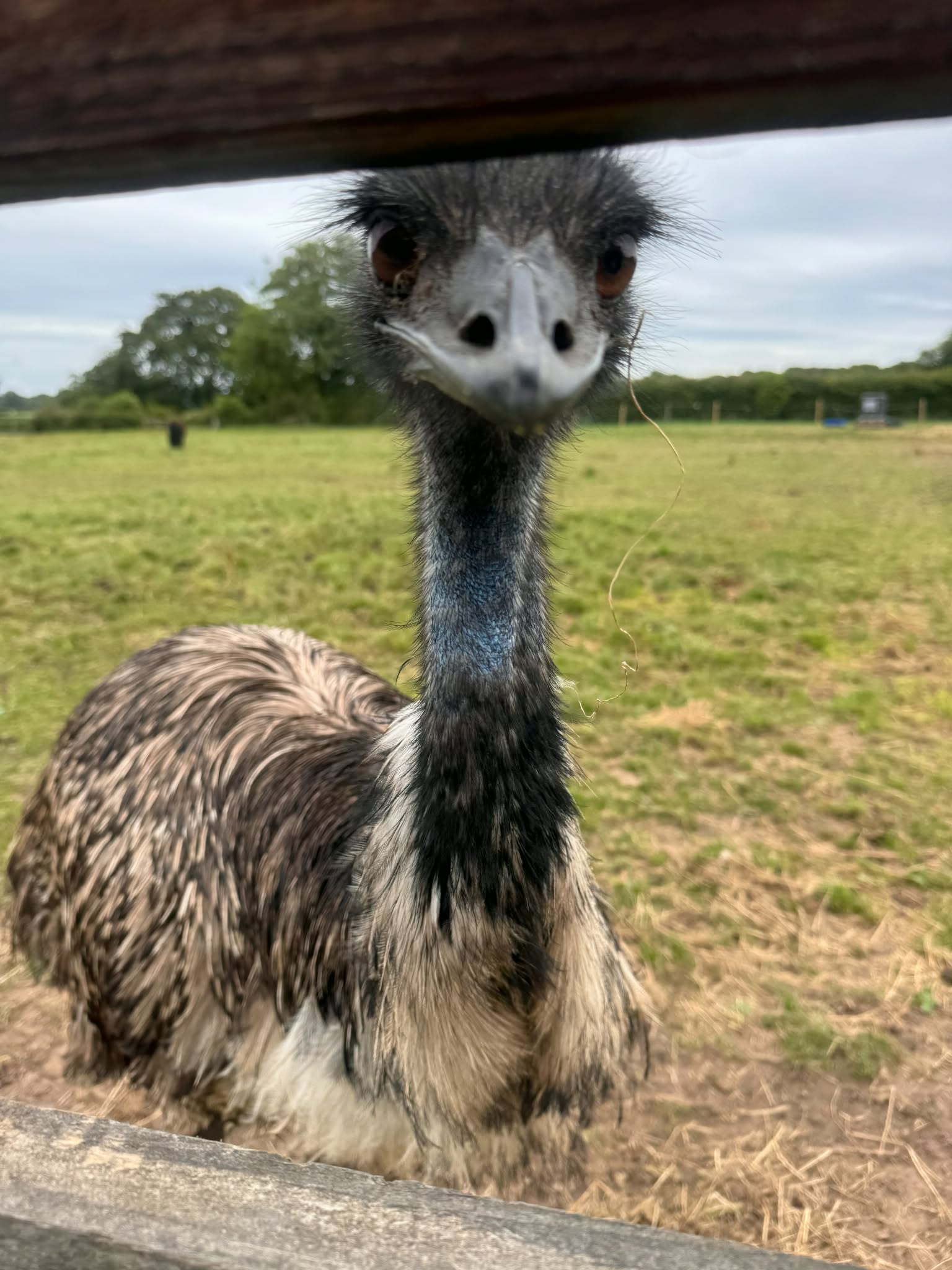 A curious resident emu looking over a fence