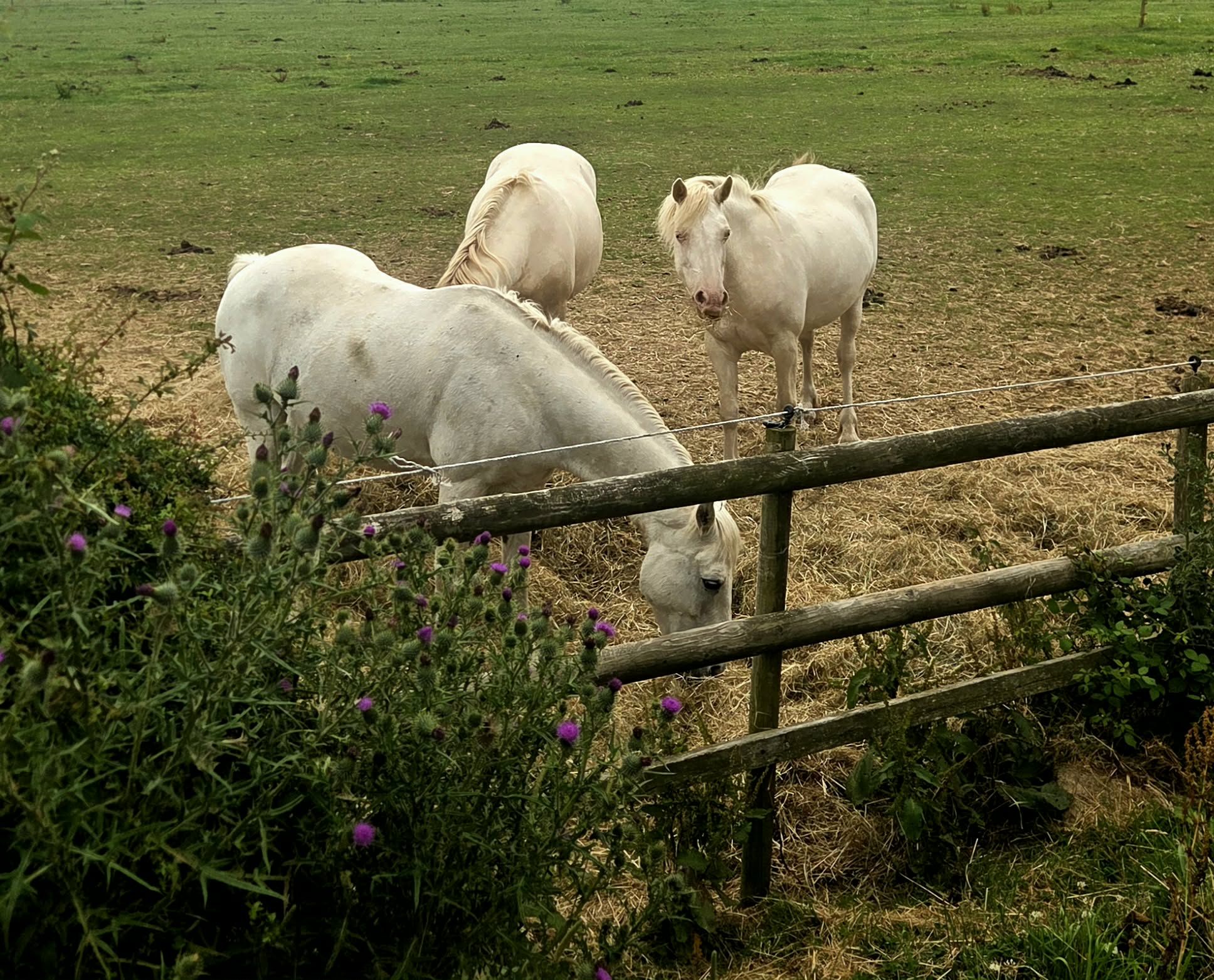 Resident horses grazing together in a countryside paddock