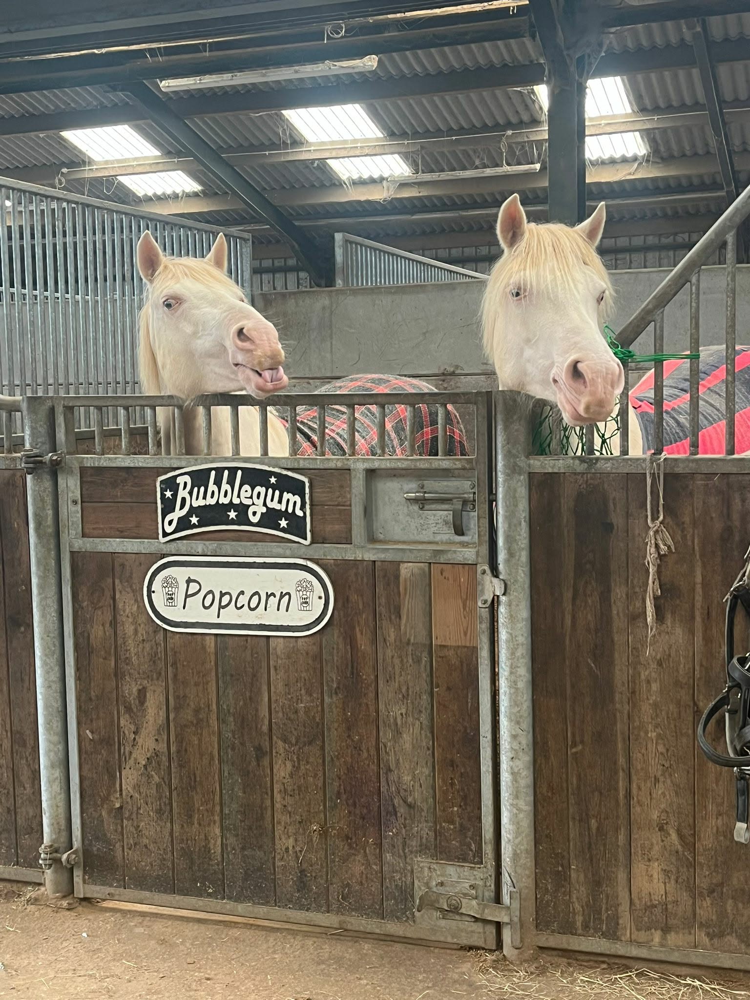 Two resident horses looking out from their stable