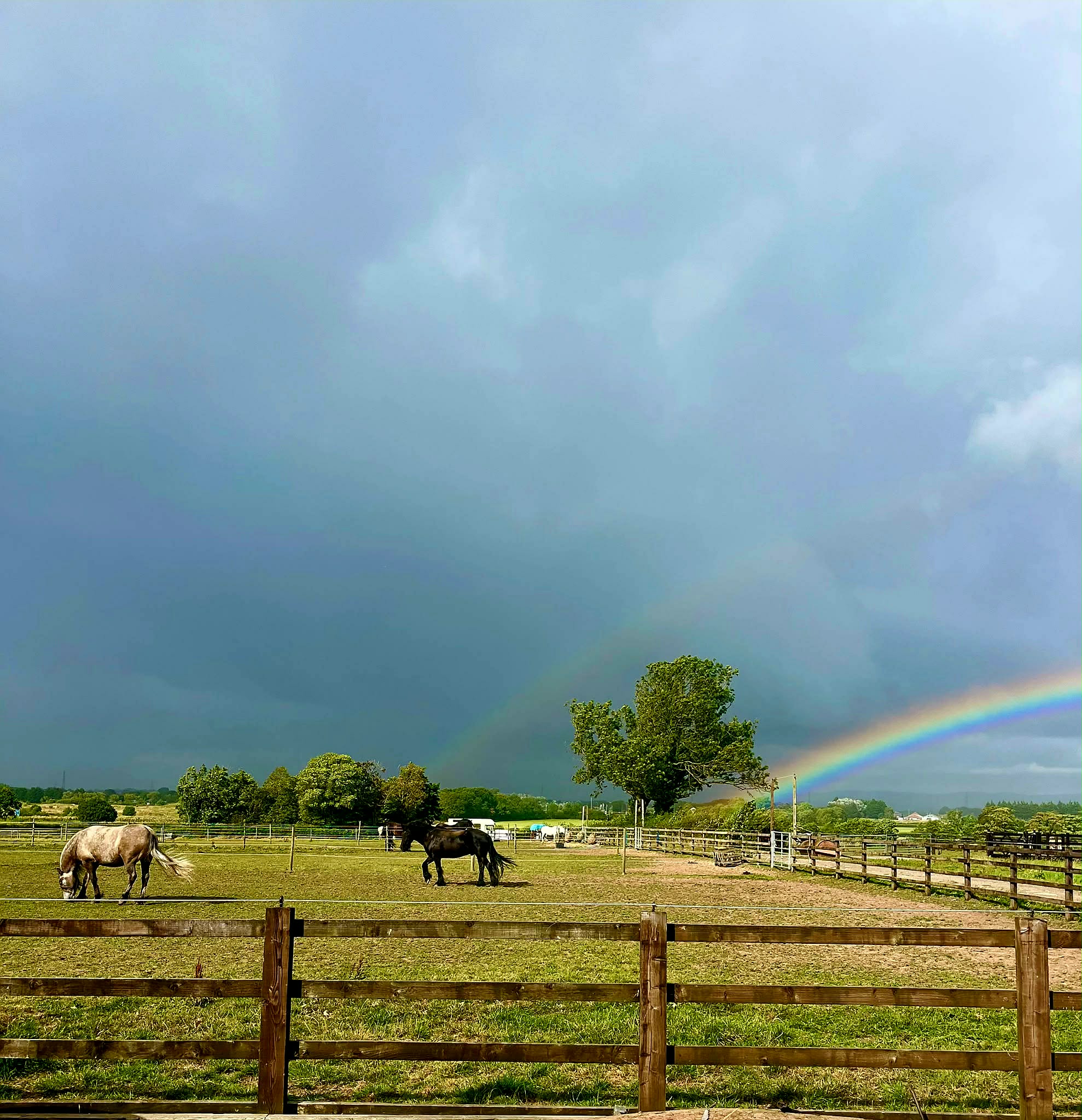 Resident horses in the paddocks beneath a countryside rainbow