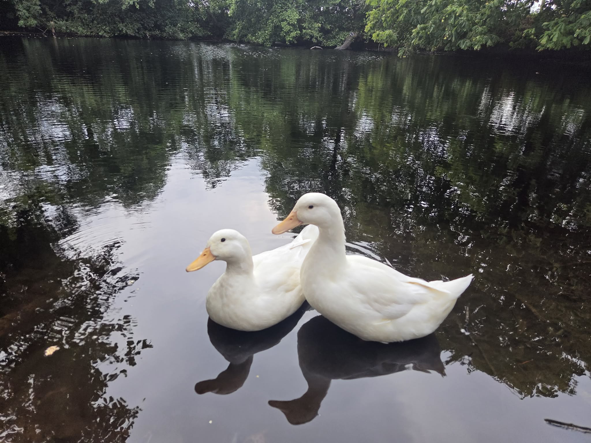 Two resident ducks on the peaceful pond